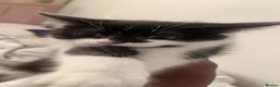 Domestic Shorthair cats for sale: kitten for sale - Advert 4