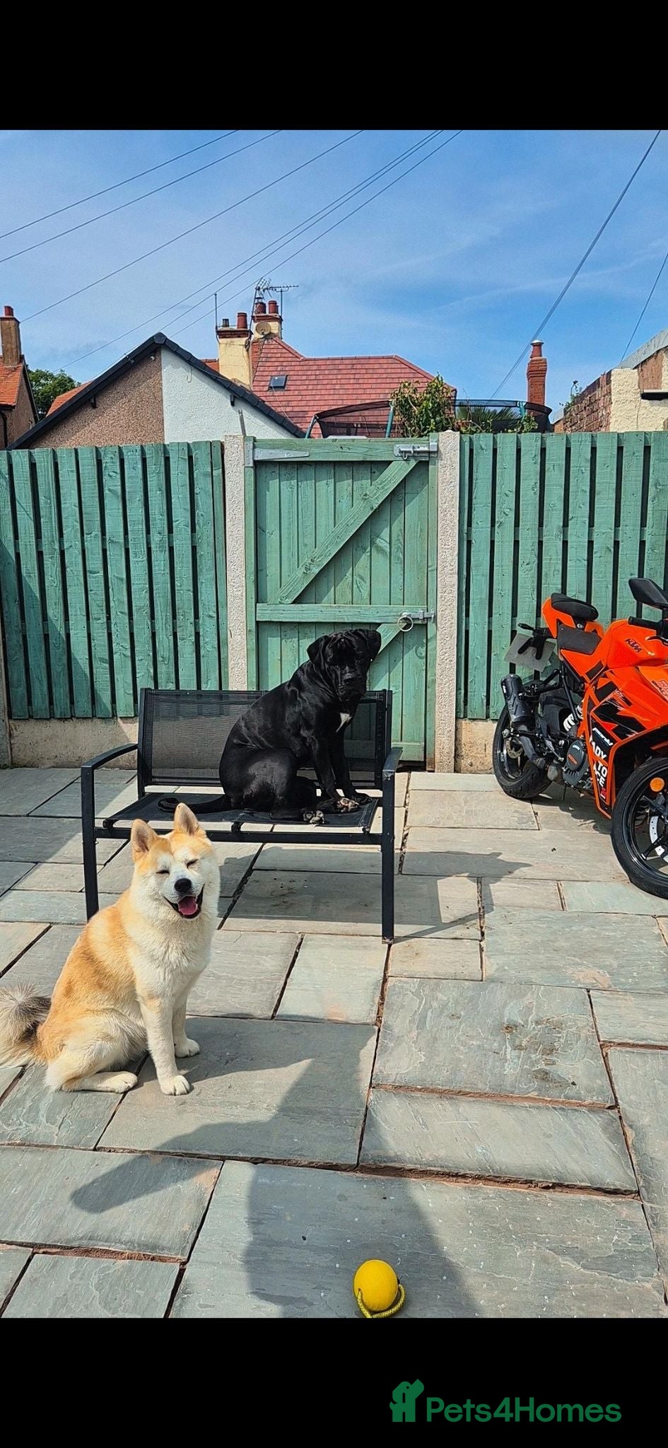 Mixed Breed dogs for sale: 3 Cane Corso female x Husky male9 weeks old ready - Advert 2