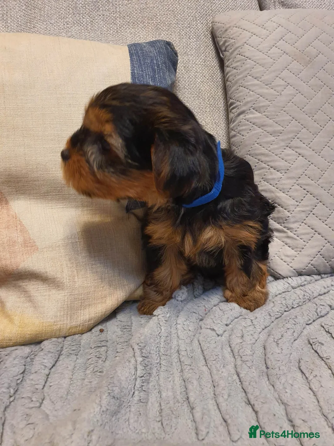 Yorkshire Terrier dogs for sale: 4 Yorkshire Terrier Puppies - Advert 10