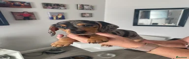 Miniature Dachshund Puppy 4