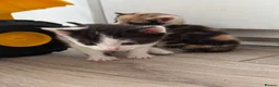 Mixed Breed cats for sale: 5 adorable kittens, (2boys 3girls) ready 3rd June. - Advert 10