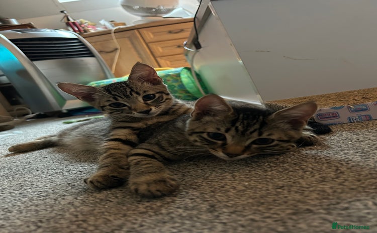 Domestic Shorthair cats - Advert 11