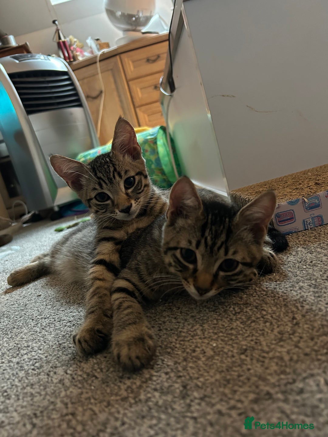 Domestic Shorthair cats for sale: Kittens - Image 1