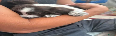 English Springer Spaniel 7