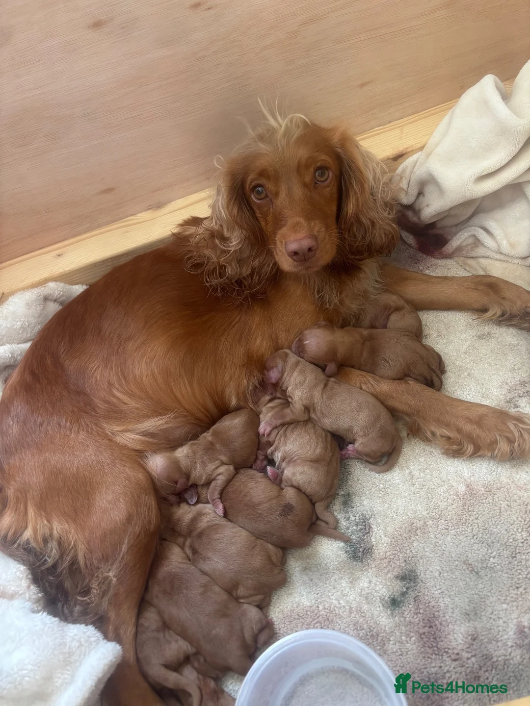 Cocker Spaniel dogs for sale: KC Reg working cocker spaniel puppies  - Advert 2