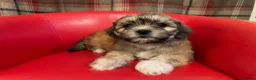 Mixed Breed dogs for sale: Beautiful Lhasa-Chon puppies. - Advert 22