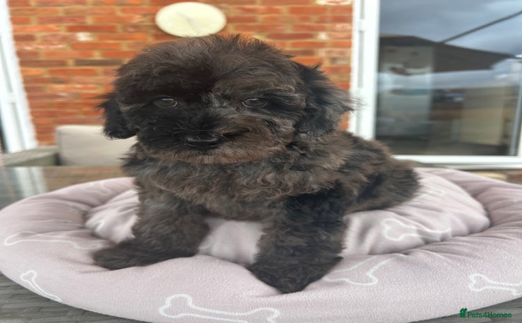 Miniature Poodle dogs - Advert 14