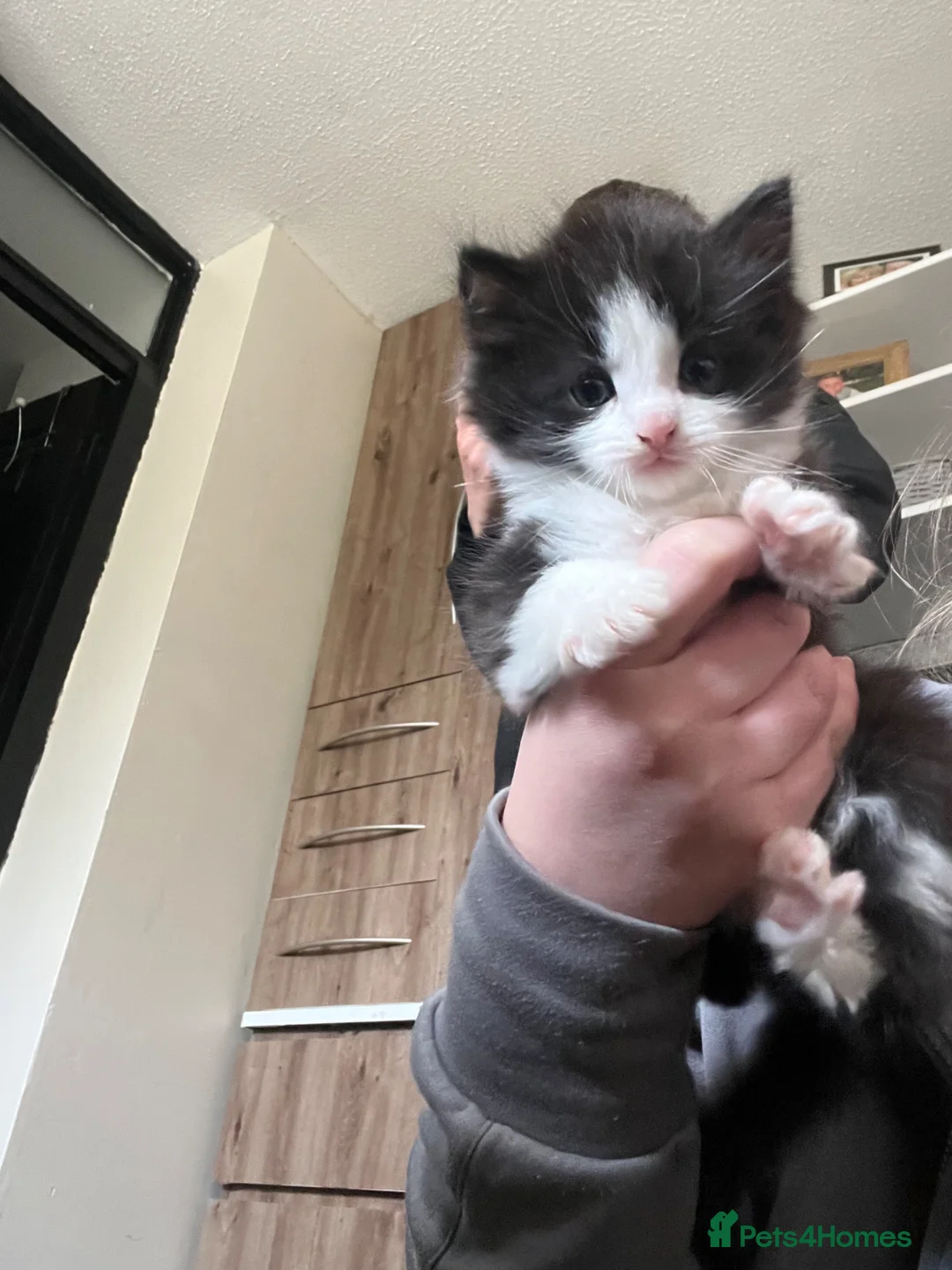 Mixed Breed cats for sale: 2 kittens ready 15/05 in Peterborough - Advert 5