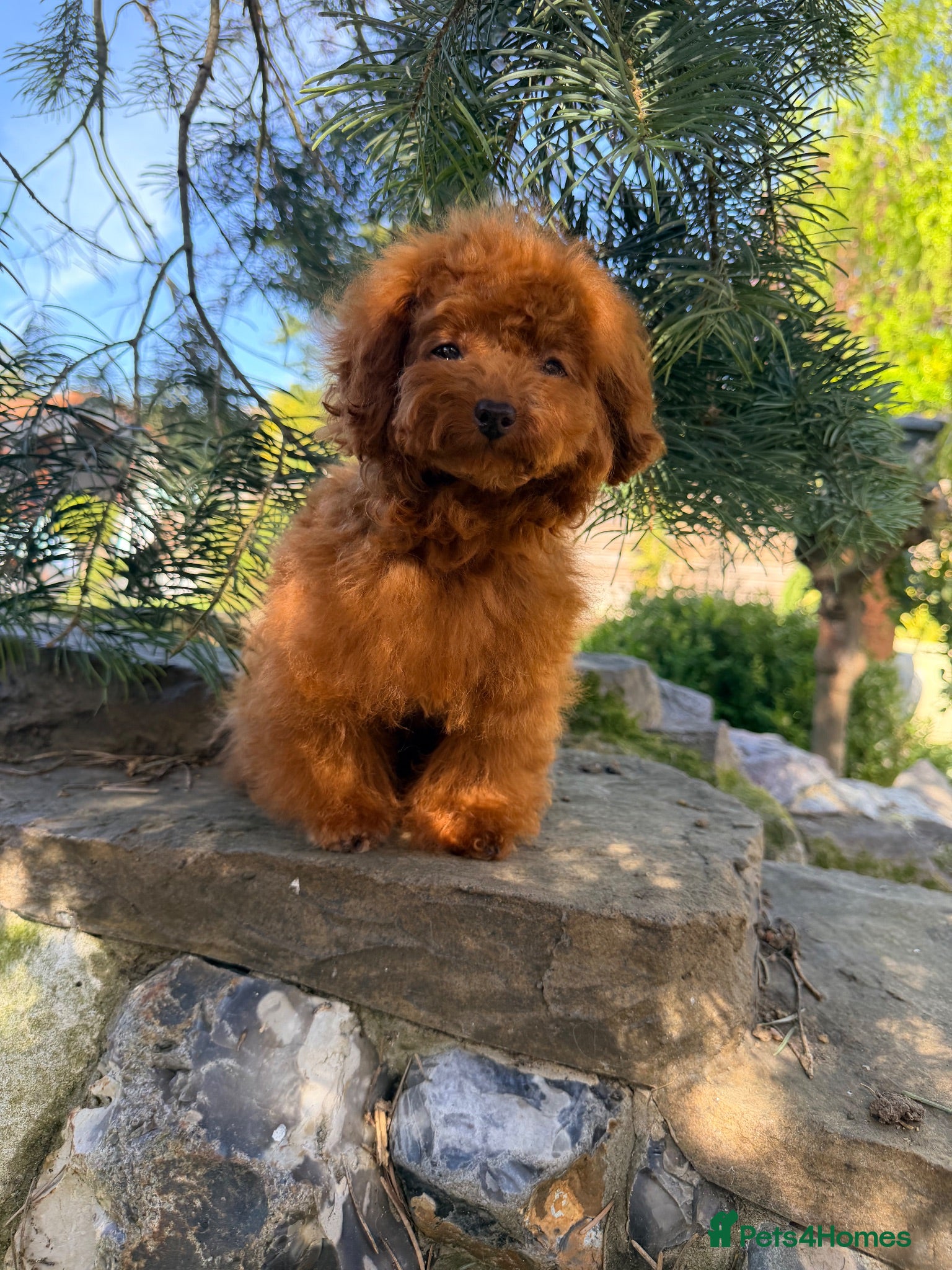 Toy Poodle dogs Asian Teddy poodle Girl very tiny - Advert 18
