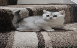 British Shorthair cats for sale: 4 British Short-hair kittens ready for new home💓 - Image 20