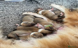 Rough Collie dogs for sale: KC Registered sable and white rough collie ouppies - Image 8