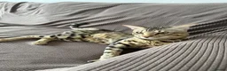 Bengal cats for sale: Stunning F5 Savannah × Sepia Bengal Male - Advert 1
