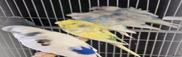 Budgerigars birds for sale: Hogoromo Pied budgies  - Advert 5