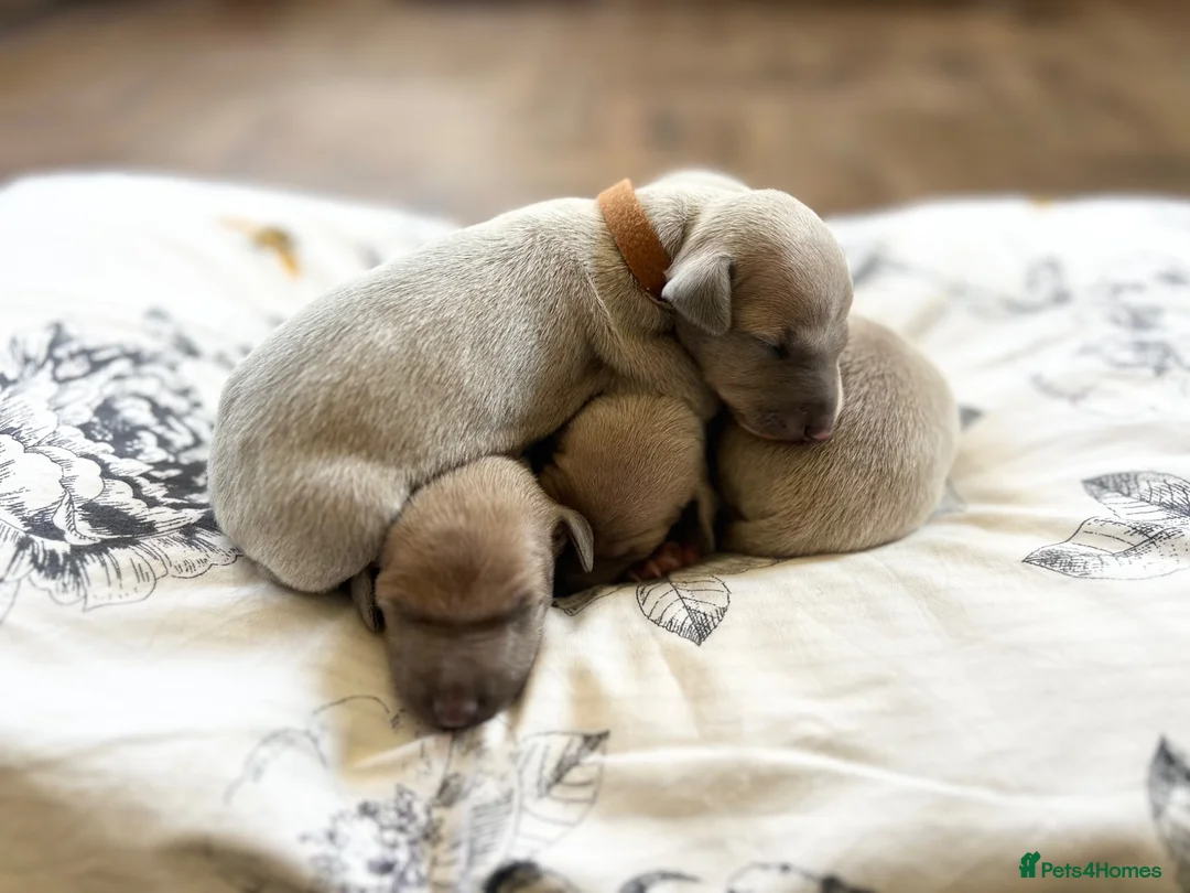 Italian Greyhound dogs for sale: Health tested KC reg Italian Greyhound Puppies  - Advert 2
