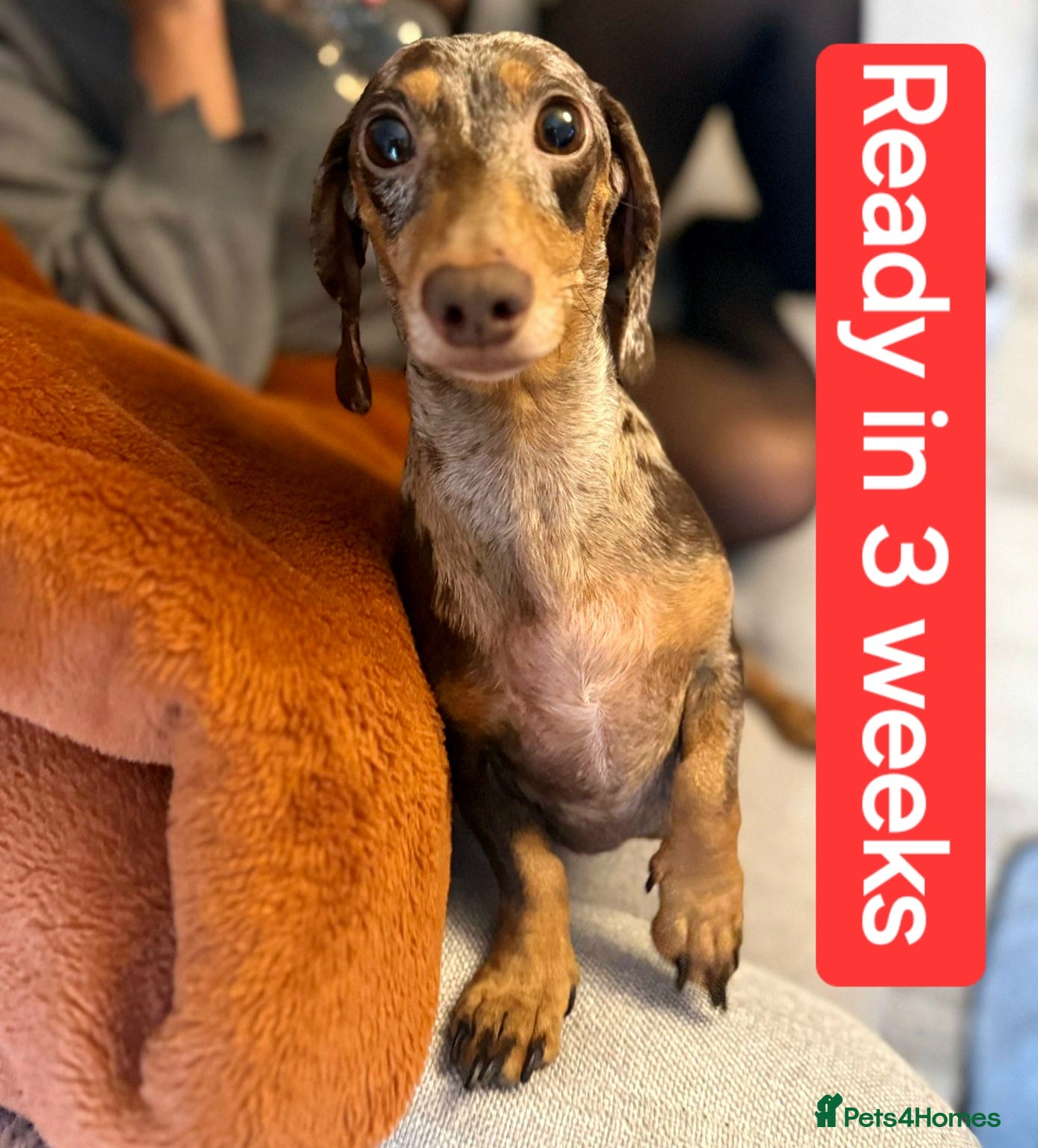 Miniature Dachshund dogs 🐾KC Silver Dapple - Elite Show Lines - 2.2% COI🐾 - Advert 17