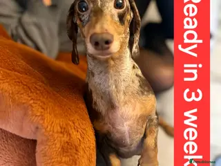 Miniature Dachshund dogs 🐾KC Silver Dapple - Elite Show Lines - 2.2% COI🐾 - Advert 17