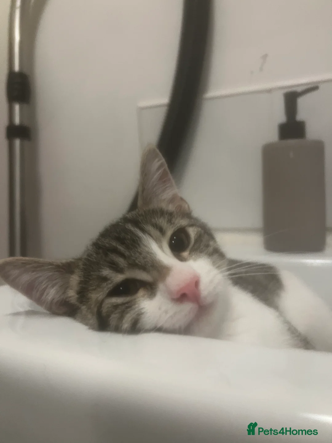 Mixed Breed cats for sale: Beautiful Tabby & White Male Kitten in Aldershot - Advert 2