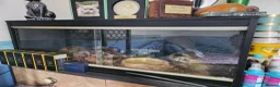 Python Snake reptiles for sale: Spider ball python - Advert 3