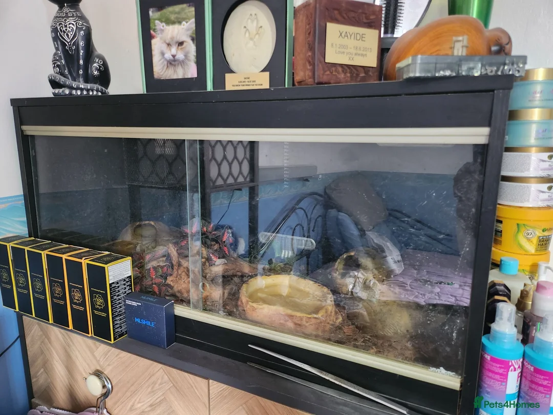 Python Snake reptiles for sale: Spider ball python - Advert 3