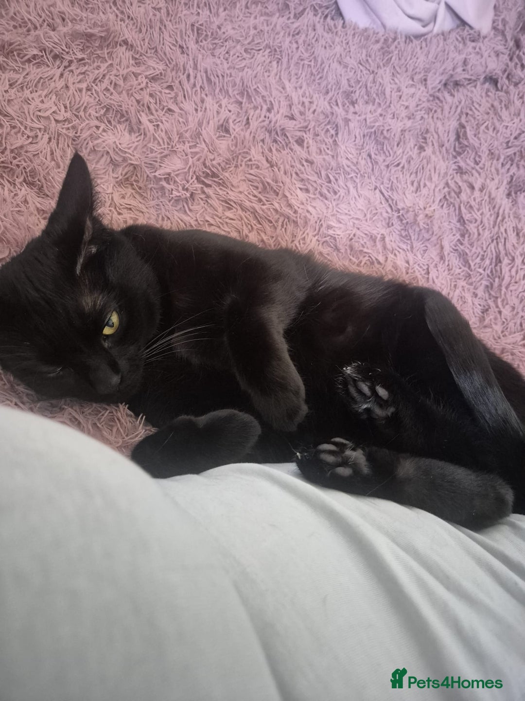 Mixed Breed cats for sale: Scarlett  - Advert 2