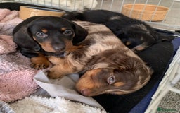 Miniature Dachshund dogs for sale: KC Long haired miniature dachshund puppies - Image 9