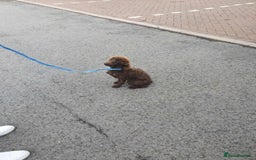 Poochon dogs for sale: Poochon puppys  - Image 2