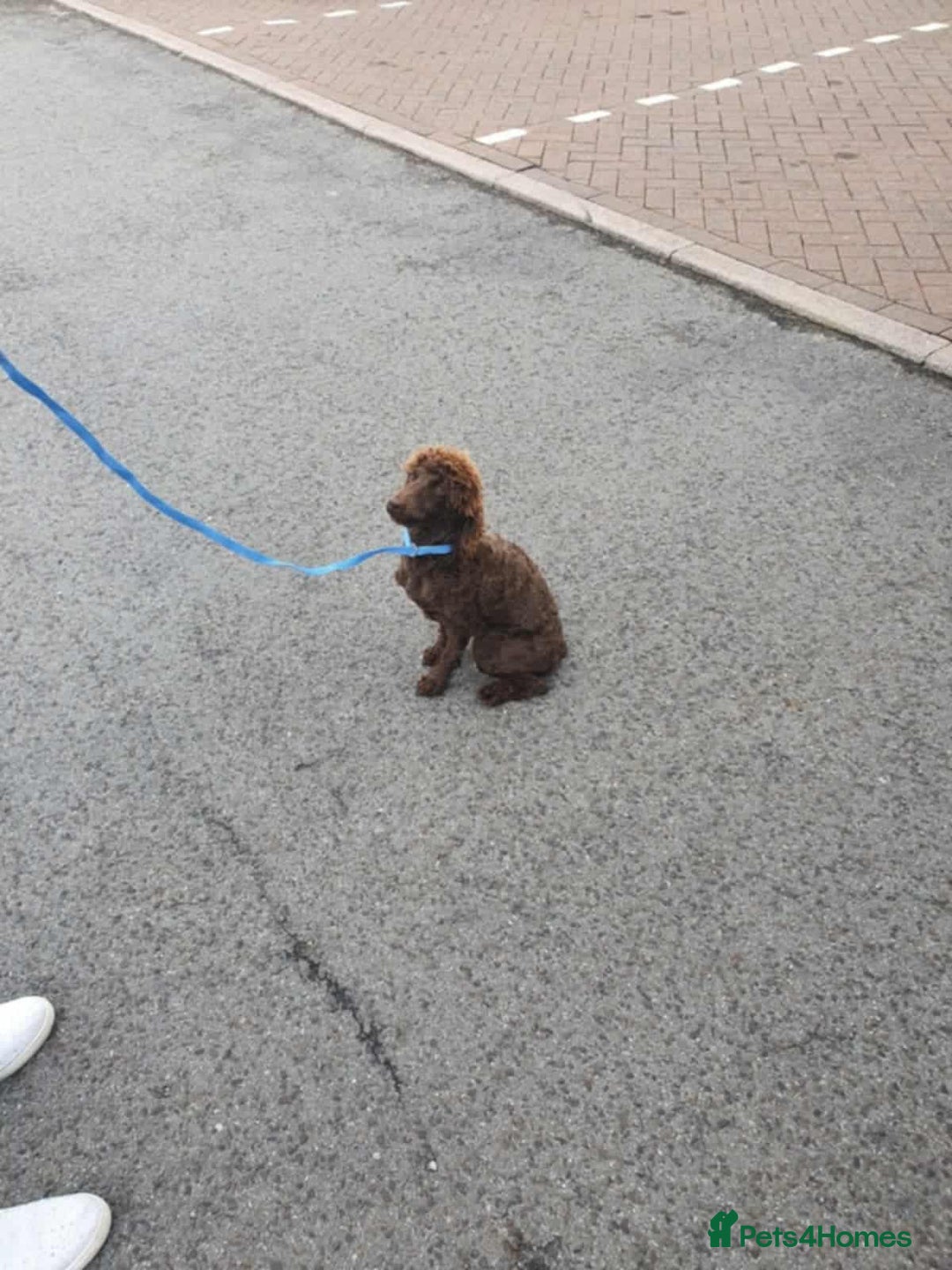 Poochon dogs for sale: Poochon puppys  - Image 2