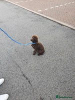 Poochon dogs - Advert 14
