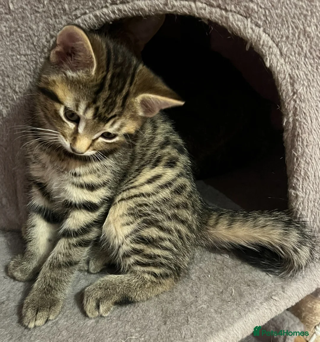 Bengal cats for sale: 4 beautiful half bengal kittens  - Advert 4