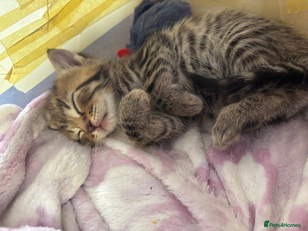 Bengal cats for sale: ‼️Ready to leave in 3 weeks‼️ - Image 9