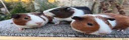 Guinea Pig rodents for sale: Bonded male Dutch guinea pigs - Advert 5