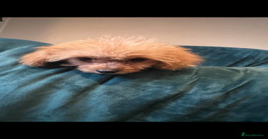 Cavapoo dogs - Advert 9