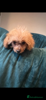 Cavapoo dogs - Advert 3