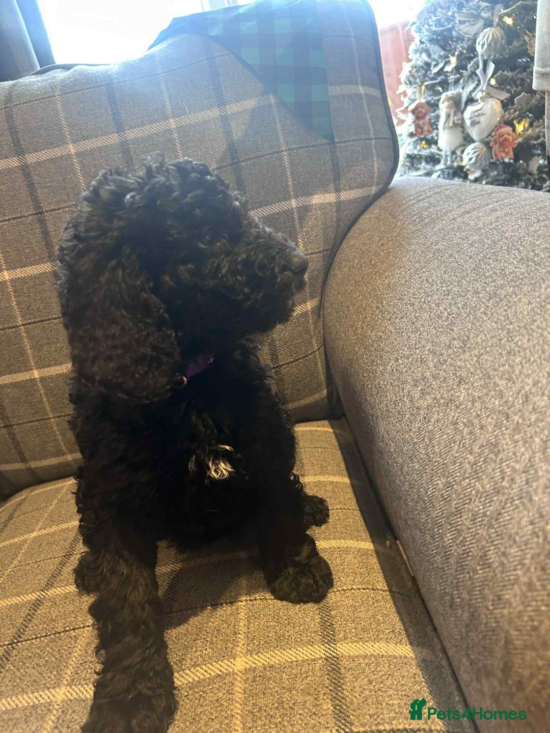 Labradoodle dogs for sale: Beautiful F1B Labradoodle Puppies, Ready now - Advert 22