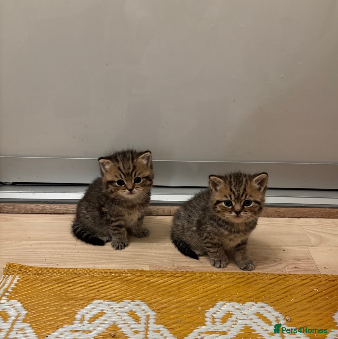 British Shorthair cats for sale: British Shorthair boys  - Advert 9