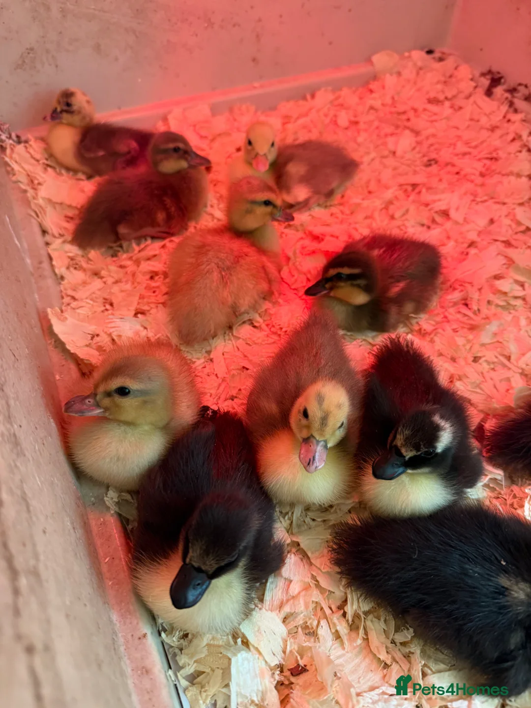 Ducks poultry for sale: Call ducklings  in Wimborne - Advert 2