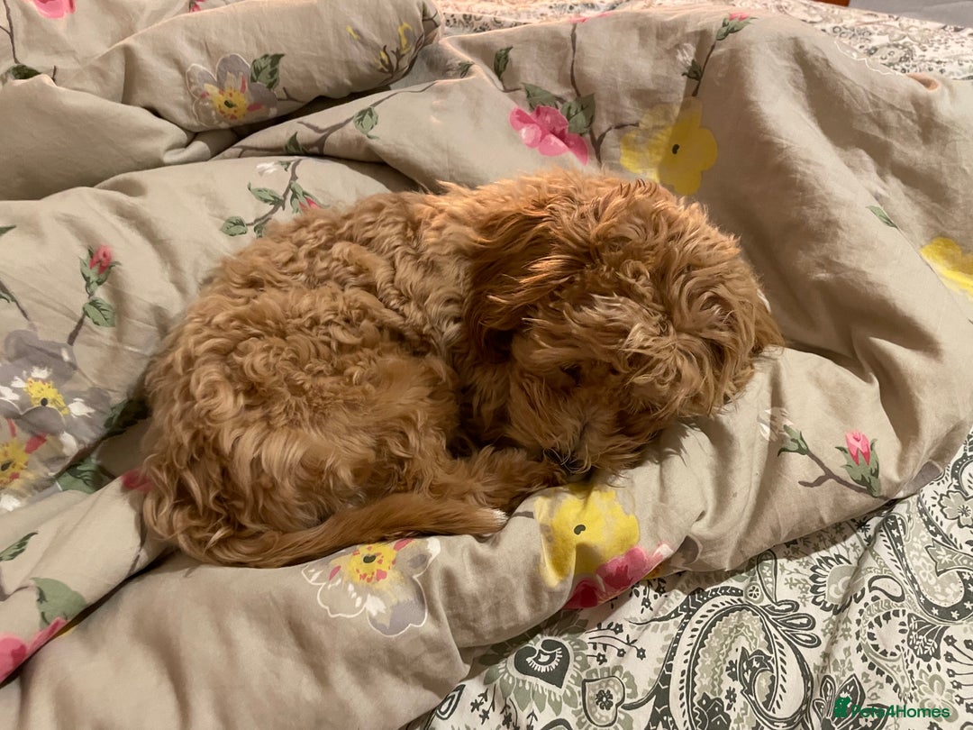 Maltipoo dogs for sale: Cute Maltipoo Girl - Image 3