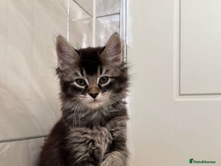 Mixed Breed cats 3 Female Kittens left from litter of 6 - Advert 20