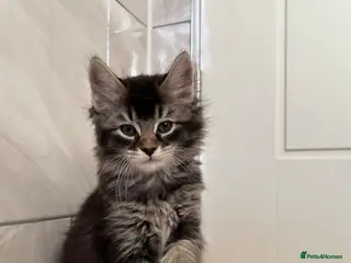 Mixed Breed cats 3 Female Kittens left from litter of 6 - Advert 19