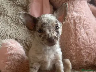 Chihuahua dogs Chihuahuas - Advert 10