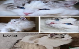 Ragdoll cats for sale: Ragdoll kittens TICA beautiful quality cats  - Image 20