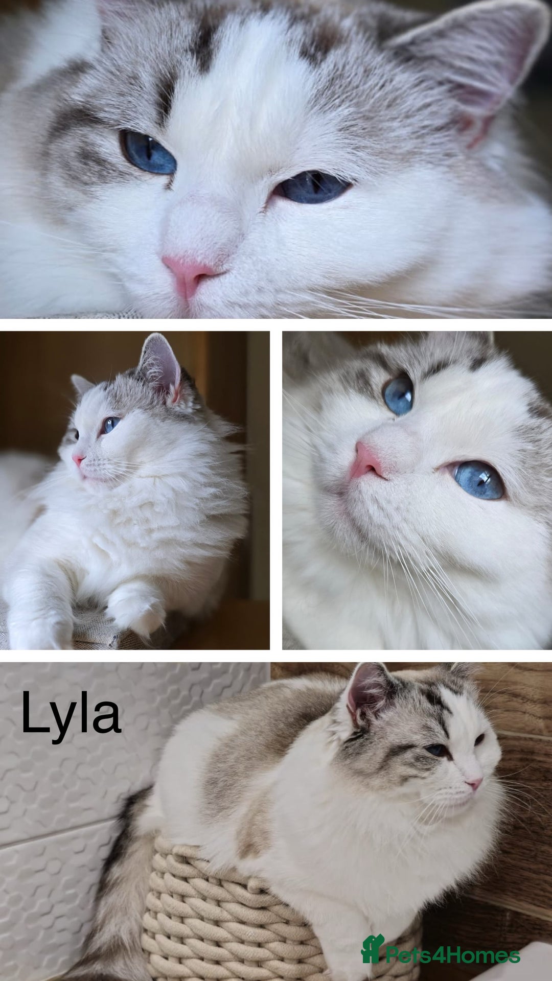 Ragdoll cats for sale: Ragdoll kittens TICA beautiful quality cats  - Image 20