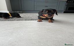 Miniature Dachshund dogs for sale: One beautiful Beautiful girl left  💜🐶  - Image 35