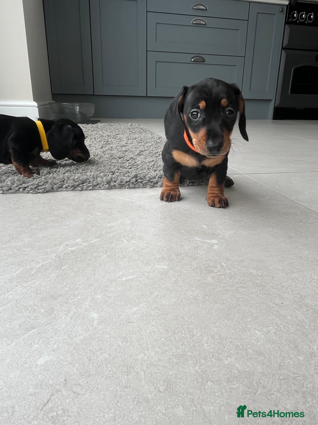 Miniature Dachshund dogs for sale: One beautiful Beautiful girl left  💜🐶  - Image 35