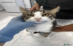 Mixed Breed cats for adoption: Squeak is looking for a home! - Image 2