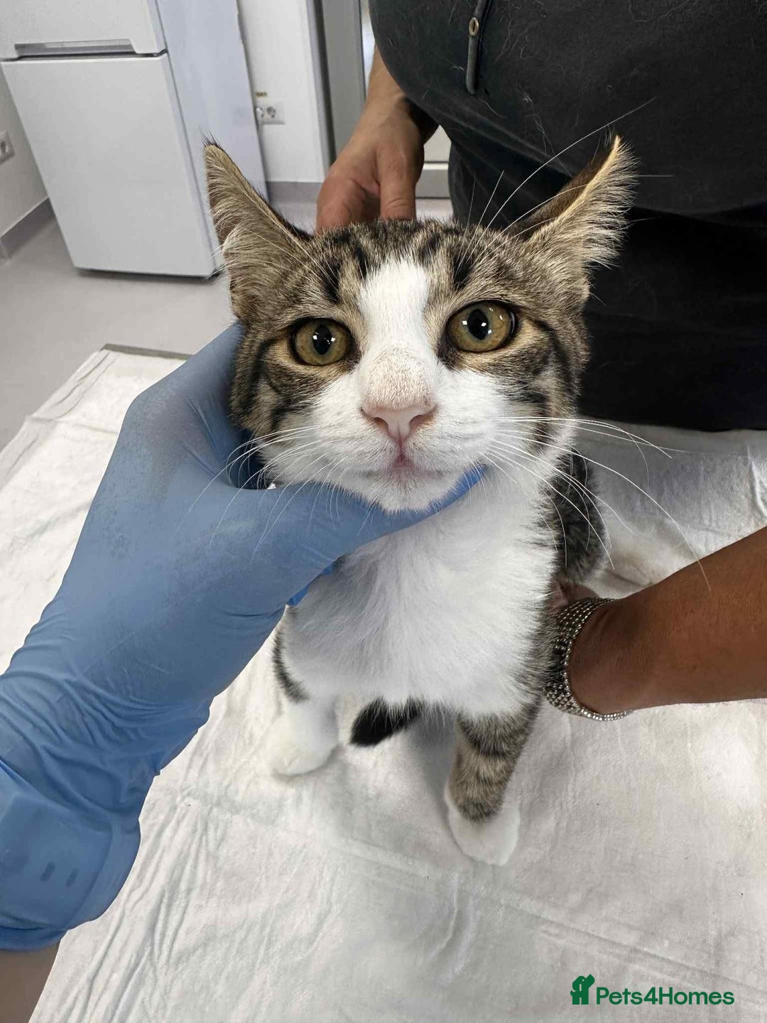 Mixed Breed cats for adoption: Squeak is looking for a home! - Image 2