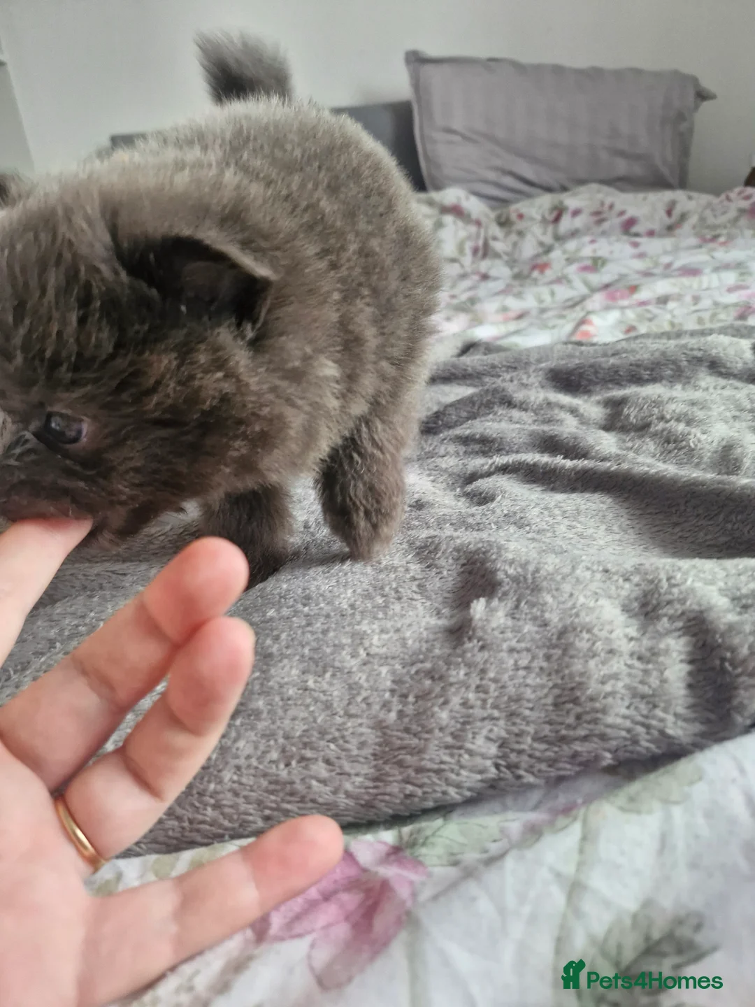 Pomapoo dogs for sale: ✨ Beautiful Pomapoo Puppies – 1,600 ✨ - Advert 28