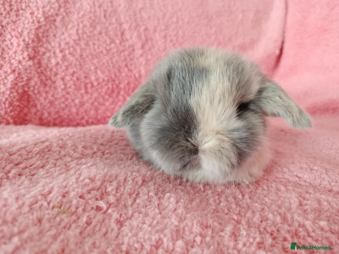 Mini Lop rabbits for sale: Baby mini lops for sale  - Advert 8