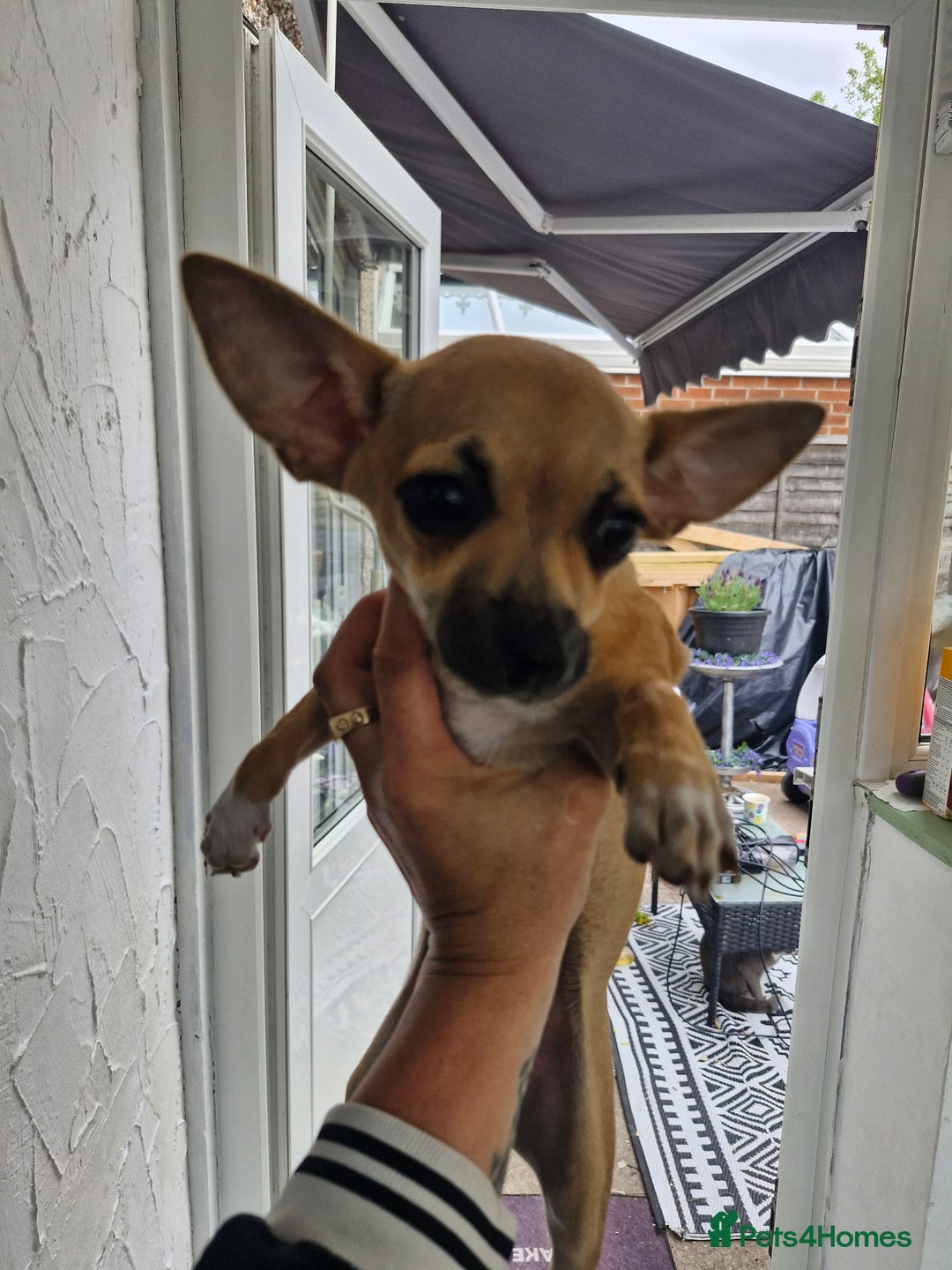 Chihuahua dogs for sale: Girl chihuahua puppie - Image 4