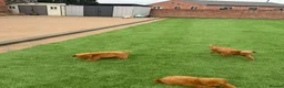 Toy Poodle dogs for sale: Toy poodle puppies - Advert 16